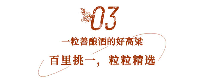 报告大家，国台酒20万亩红粮，熟了！2250.png