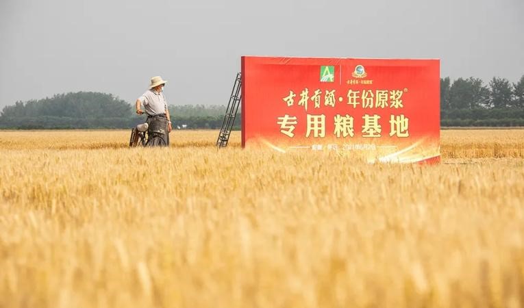 位于怀远龙亢农场的古井贡酒·年份原浆优质小麦种植基地.jpg