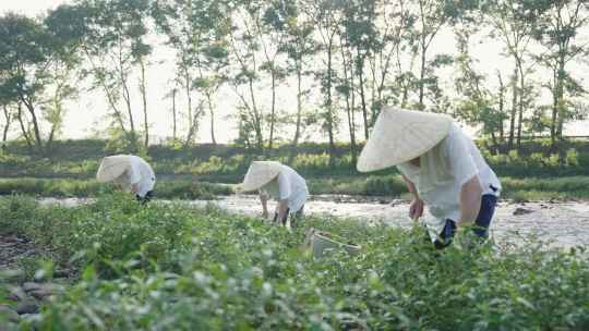 跟着会稽山去割草，收割酿造黄酒的“野生力量”