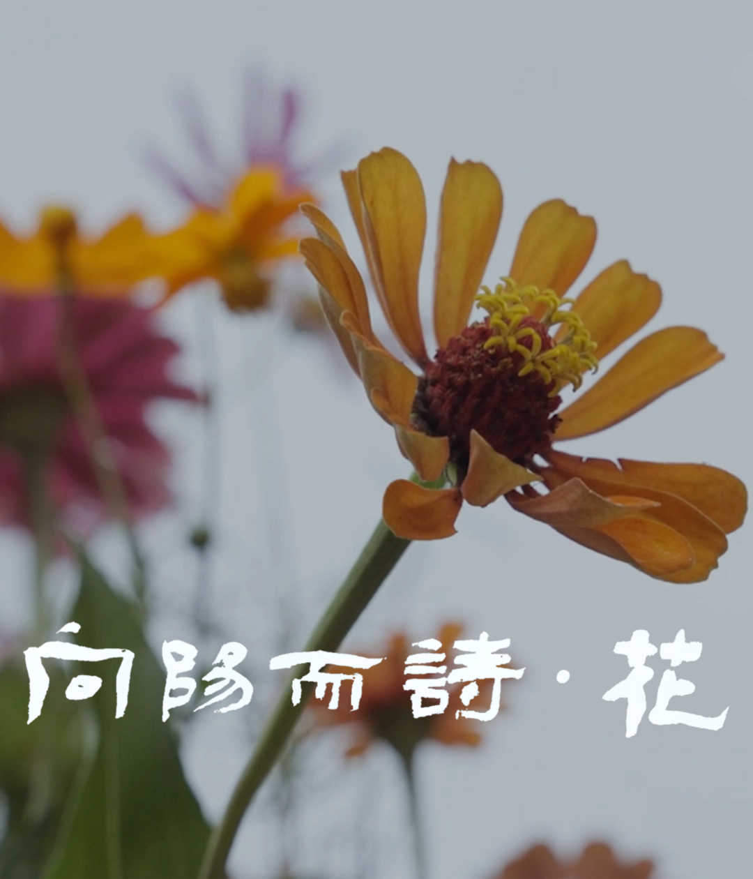 向陽而詩·花