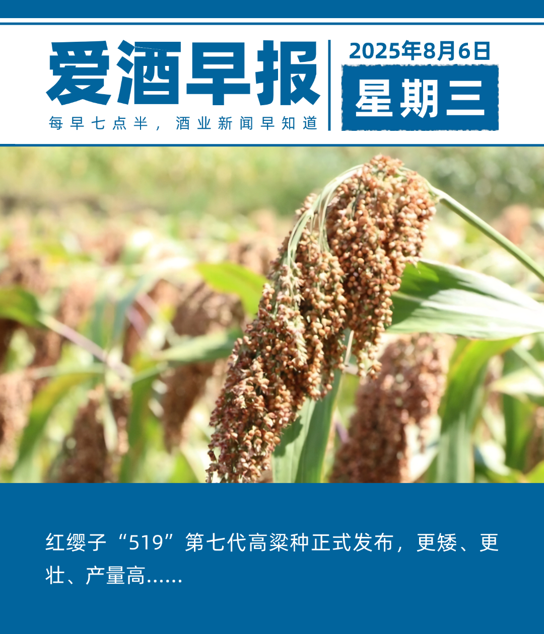 爱酒早报：红缨子“519”第七代高粱种正式发布，更矮、更壮、产量高