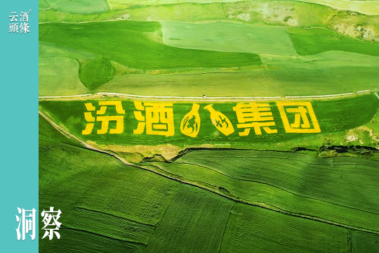 北上5000里，汾酒在天山脚下种出“1号”大麦