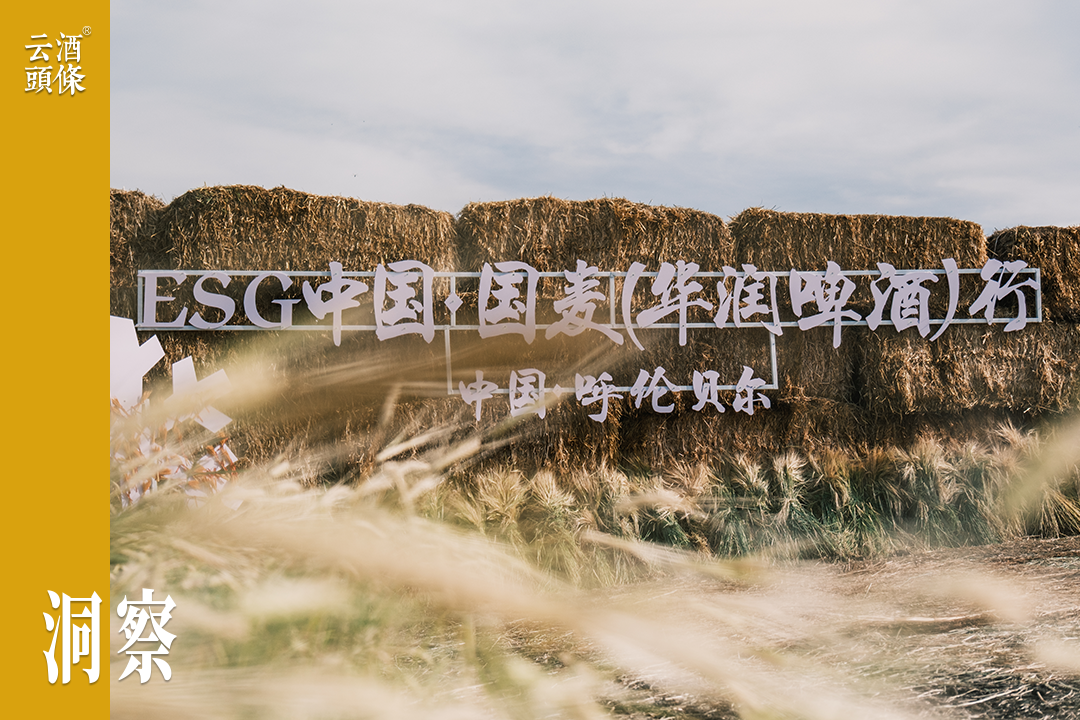 呼伦贝尔的“麦浪”里，藏着啤酒价值“新基因”