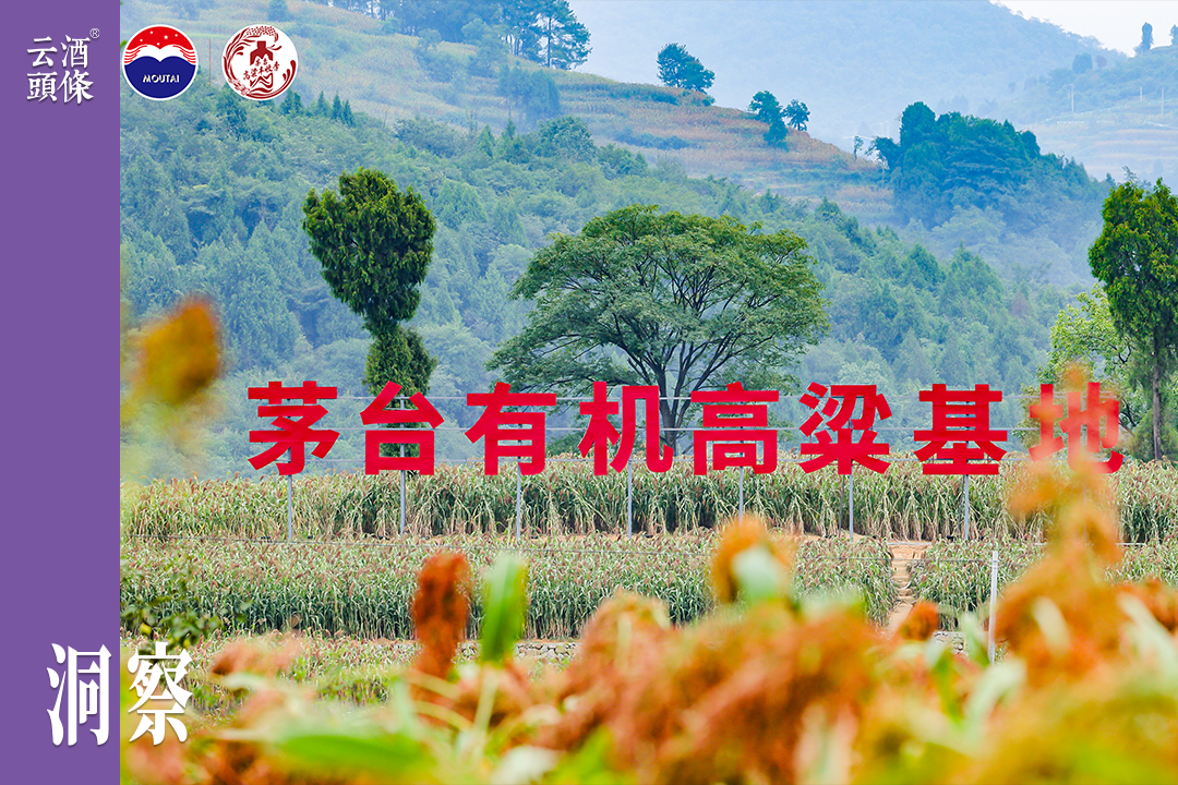 茅台&ldquo;芯片&rdquo;迎来重大升级，原料版图形成闭环