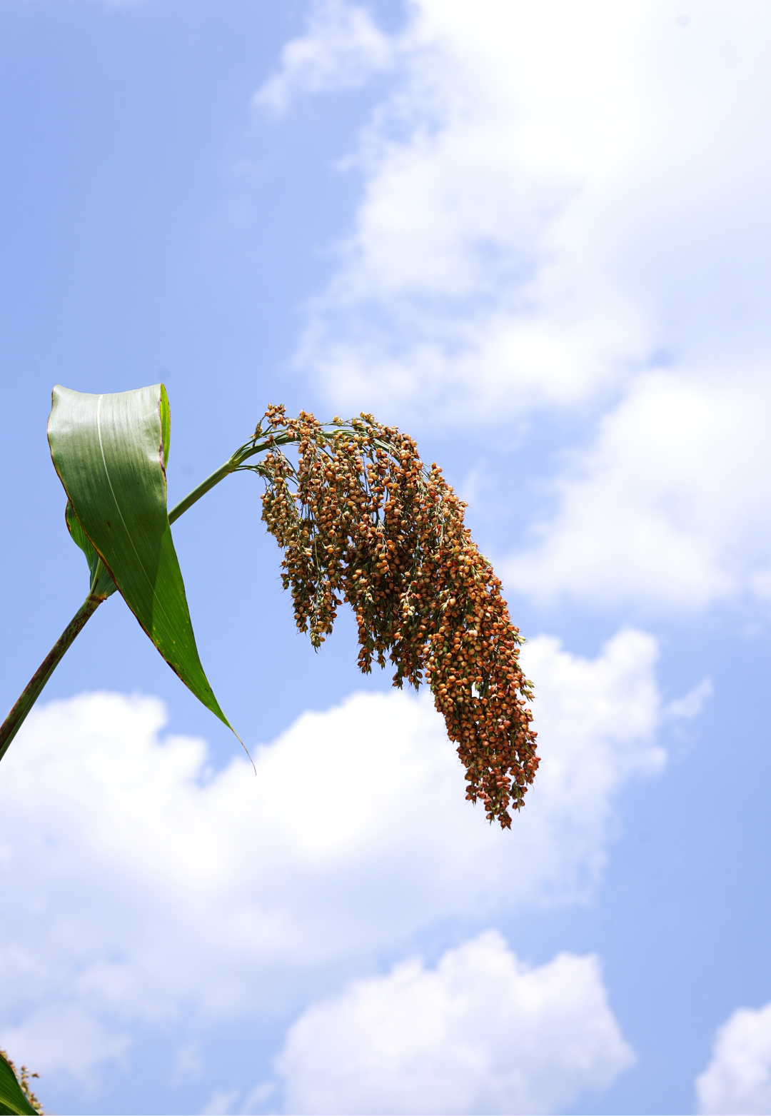 酿酒平行时空，一粒高粱的四次命运选择