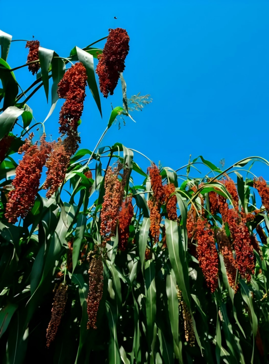 一粒种子到一杯好酒的远征