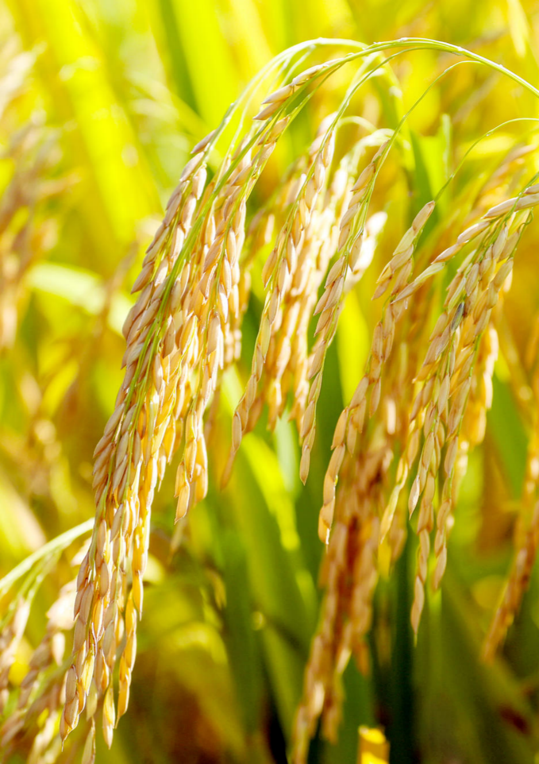 一粒米的&ldquo;酒宇宙&rdquo;