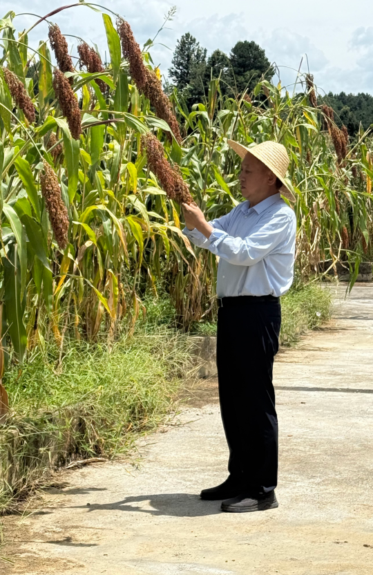 与高粱&ldquo;较劲&rdquo;四十年