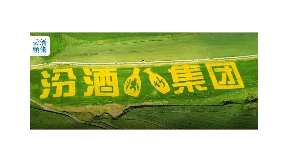 北上5000里，汾酒在天山脚下种出&ldquo;1号&rdquo;大麦